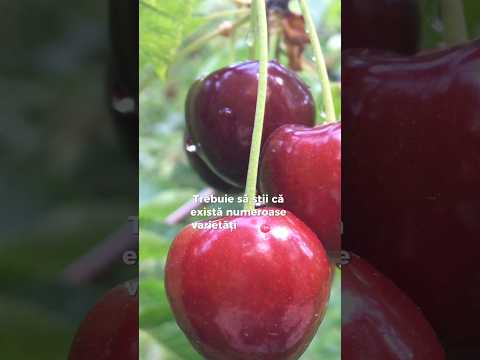 Cireșele, adevărate „bombe” de nutrienți